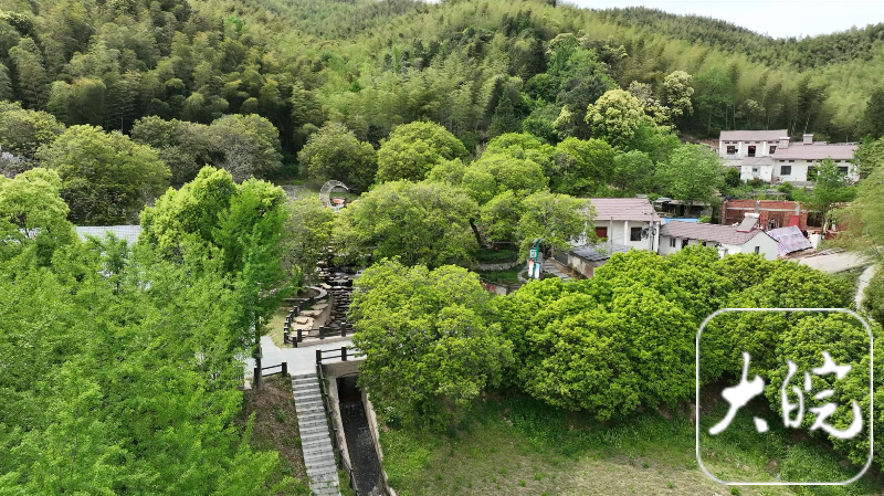 主流媒体齐聚芜湖板石岭赏华东最大古桂群开元棋牌试玩千年古桂引