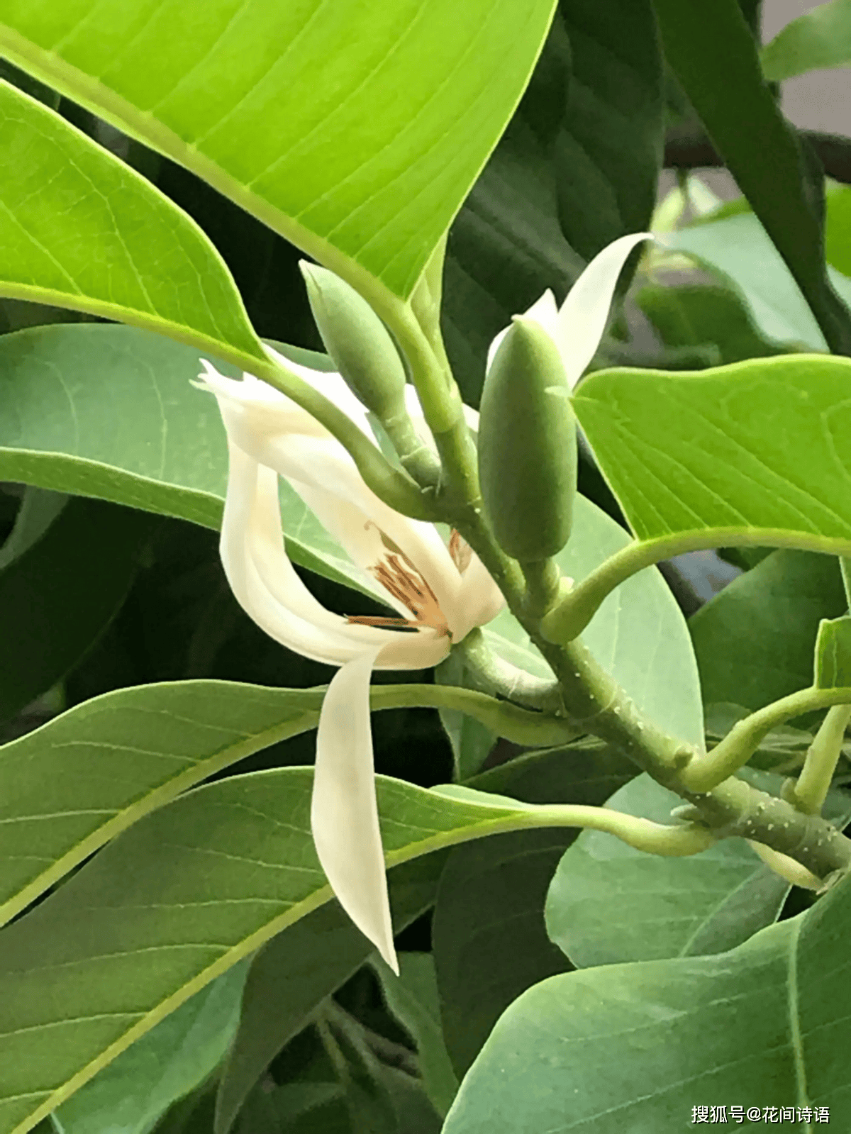 上几盆清香扑鼻堪称天然“活香水”开元棋牌香气最浓的6种花夏天养