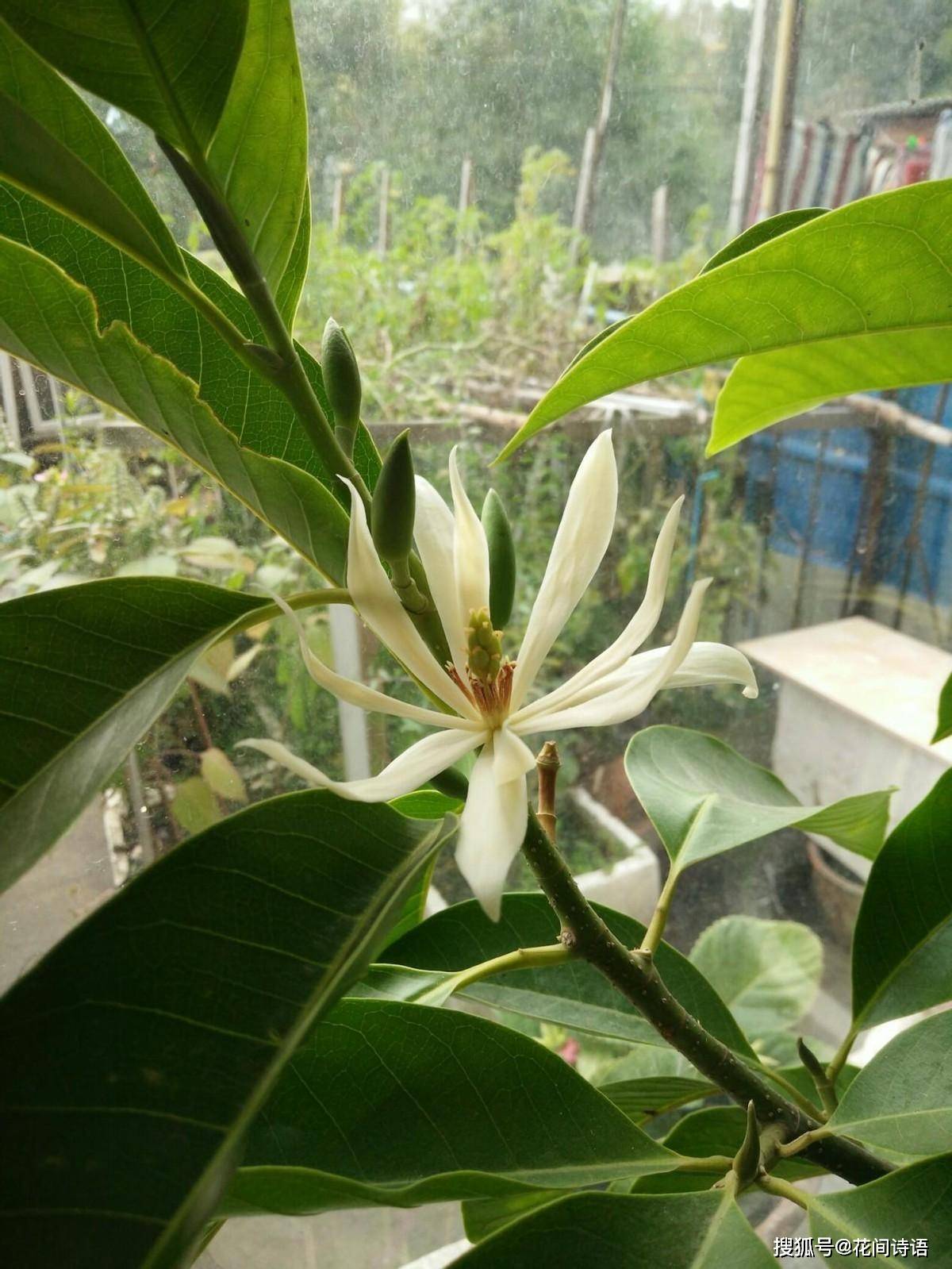 上几盆清香扑鼻堪称天然“活香水”开元棋牌香气最浓的6种花夏天养(图3)