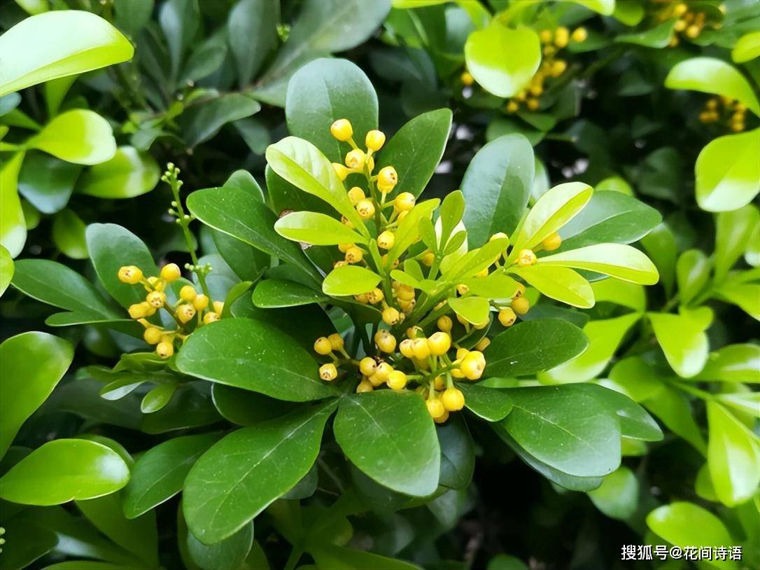 上几盆清香扑鼻堪称天然“活香水”开元棋牌香气最浓的6种花夏天养(图4)