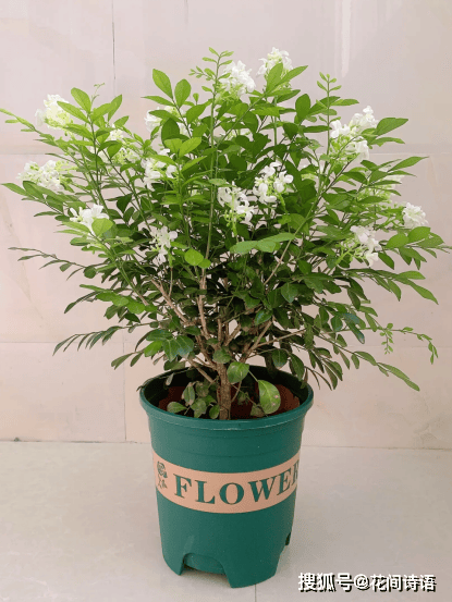 上几盆清香扑鼻堪称天然“活香水”开元棋牌香气最浓的6种花夏天养(图5)
