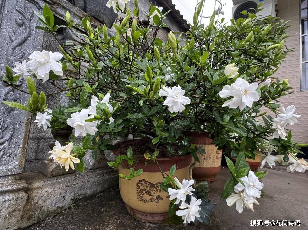 上几盆清香扑鼻堪称天然“活香水”开元棋牌香气最浓的6种花夏天养(图6)