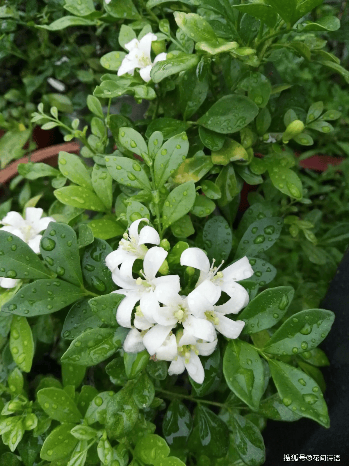 上几盆清香扑鼻堪称天然“活香水”开元棋牌香气最浓的6种花夏天养(图7)