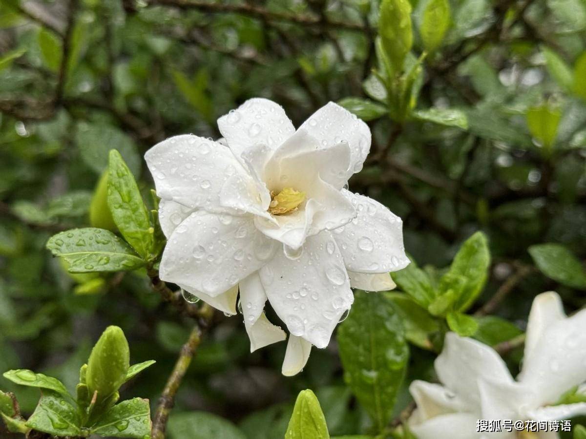 上几盆清香扑鼻堪称天然“活香水”开元棋牌香气最浓的6种花夏天养(图8)