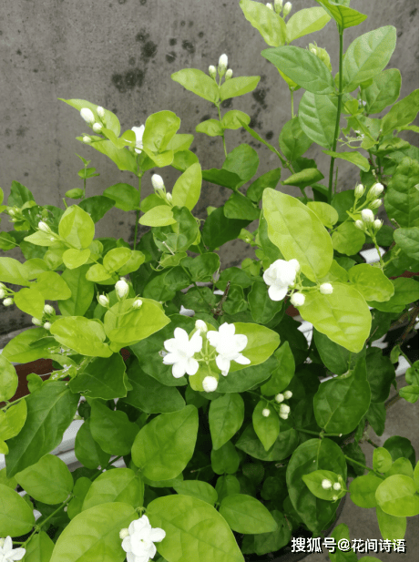 上几盆清香扑鼻堪称天然“活香水”开元棋牌香气最浓的6种花夏天养(图9)
