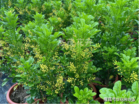 上几盆清香扑鼻堪称天然“活香水”开元棋牌香气最浓的6种花夏天养(图11)